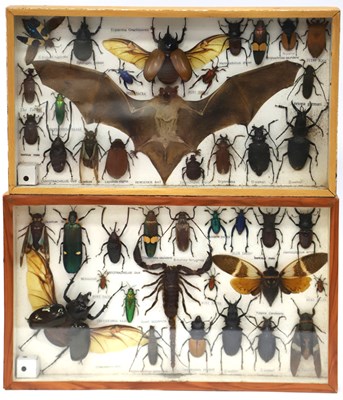 Lot 1248 - Entomology - Taxidermy: Two Cases of Beetles,...
