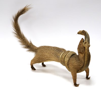 Lot 1249 - Taxidermy: A Mongoose, fighting a cobra...