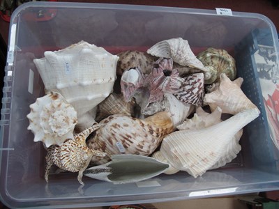 Lot 1345 - Collection of Large-scale Marine Specimens,...