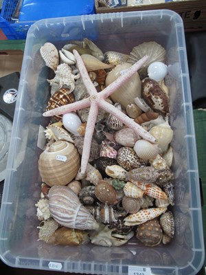 Lot 1343 - Large Collection of Marine Specimens, mixed...